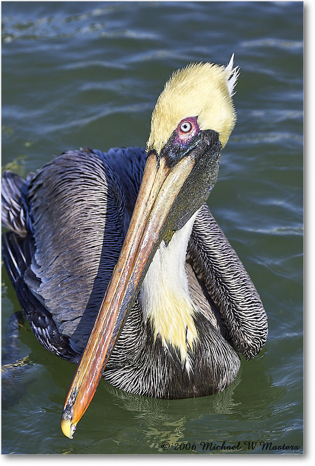 BrownPelican_PlacidaBay_2006Jan_Y2F7039 copy