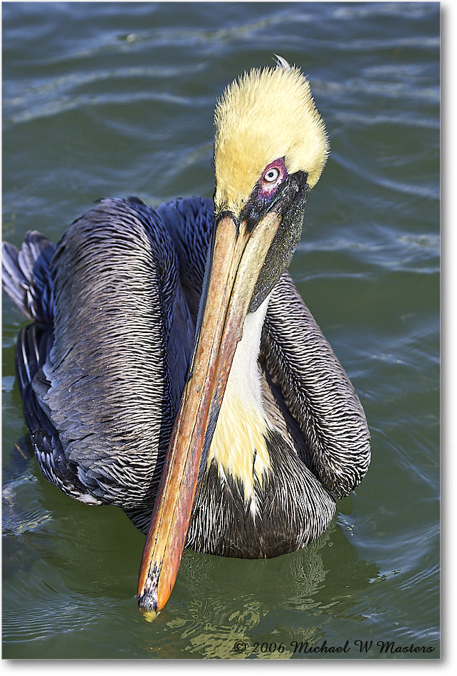 BrownPelican_PlacidaBay_2006Jan_Y2F7041 copy