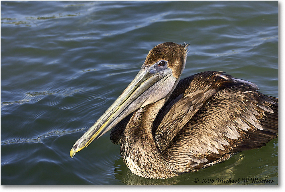 BrownPelican_PlacidaBay_2006Jan_Y2F7050 copy