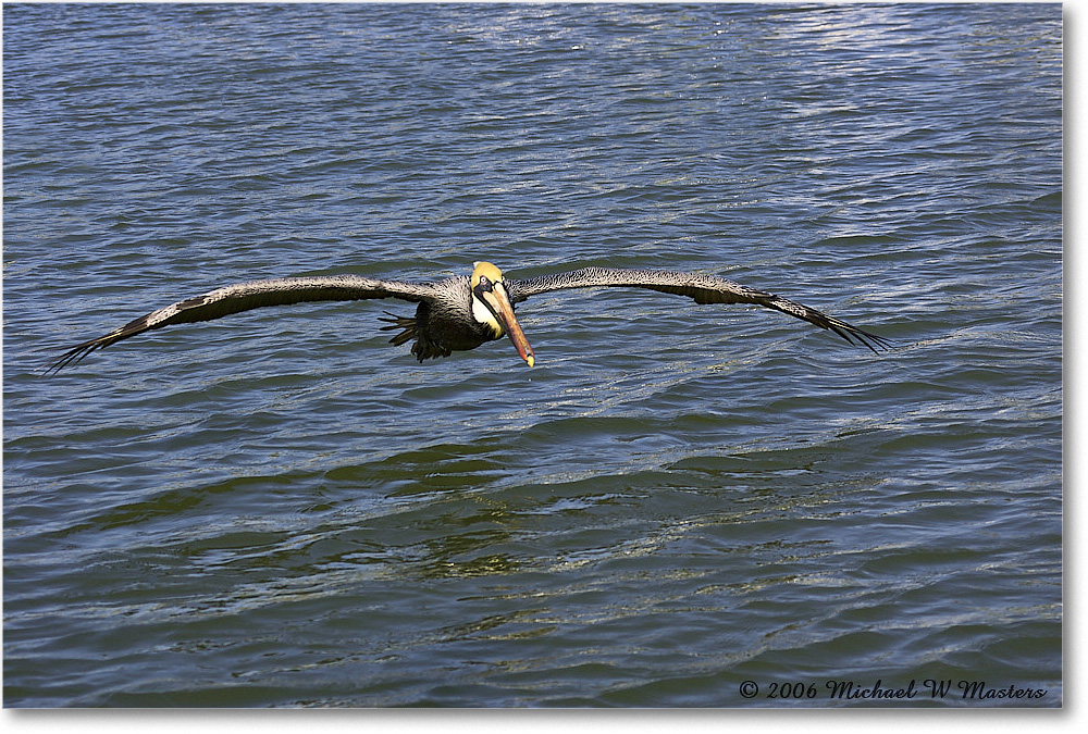 BrownPelican_PlacidaBay_2006Jan_Y2F7100 copy