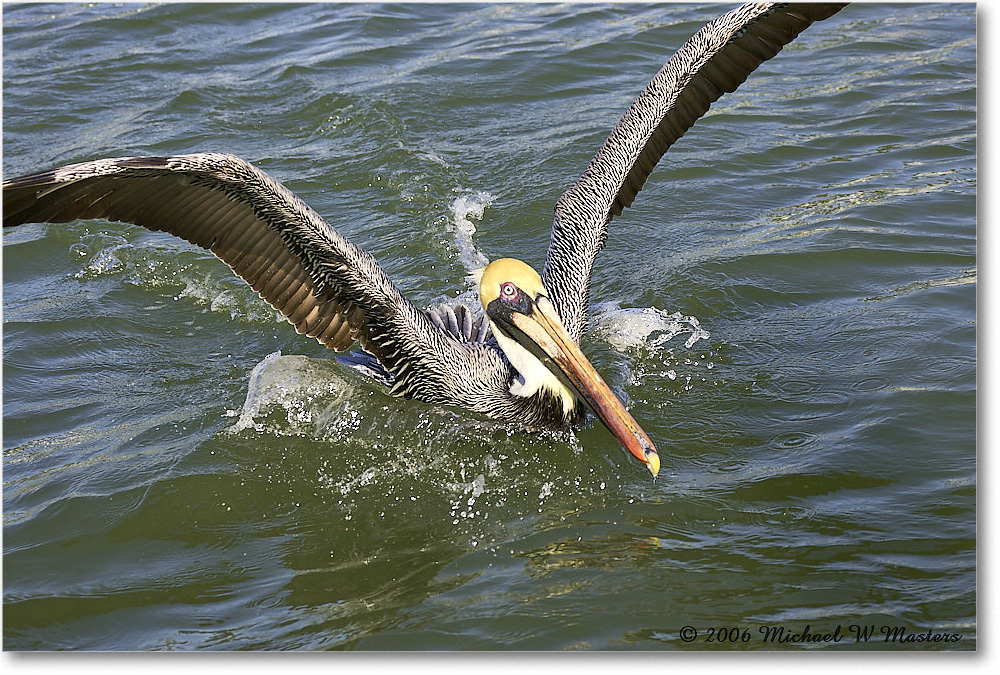 BrownPelican_PlacidaBay_2006Jan_Y2F7107 copy