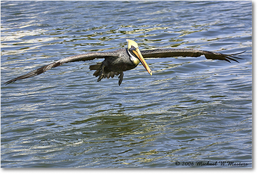 BrownPelican_PlacidaBay_2006Jan_Y2F7116 copy