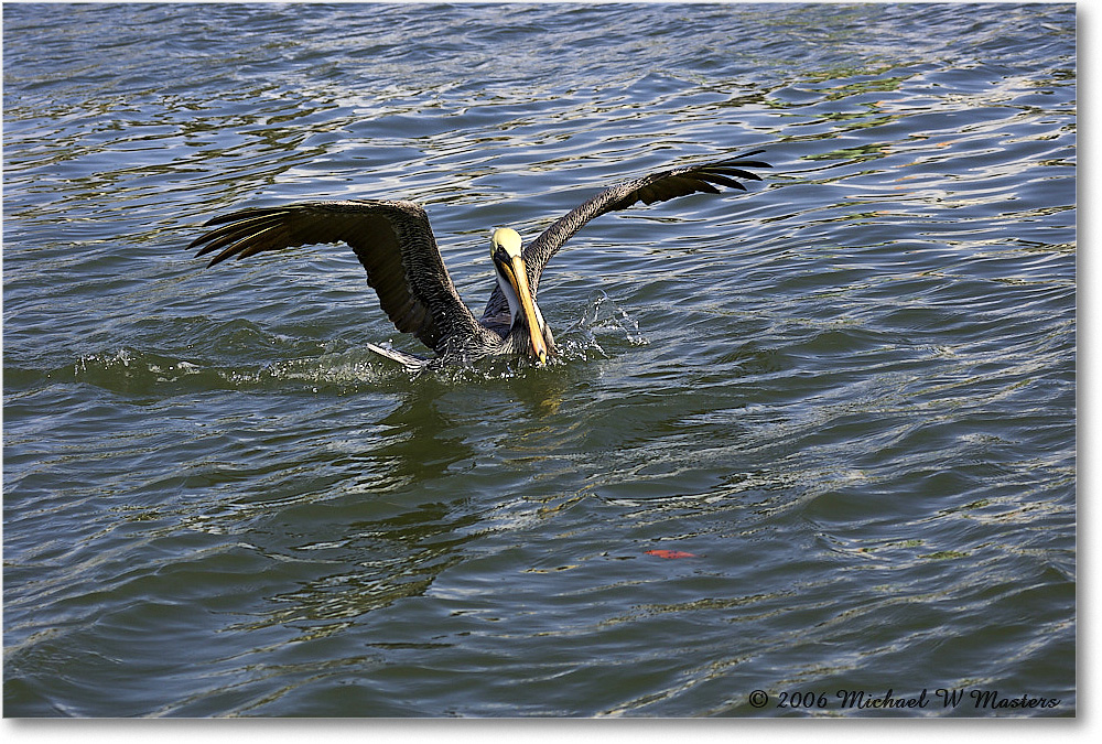 BrownPelican_PlacidaBay_2006Jan_Y2F7117 copy