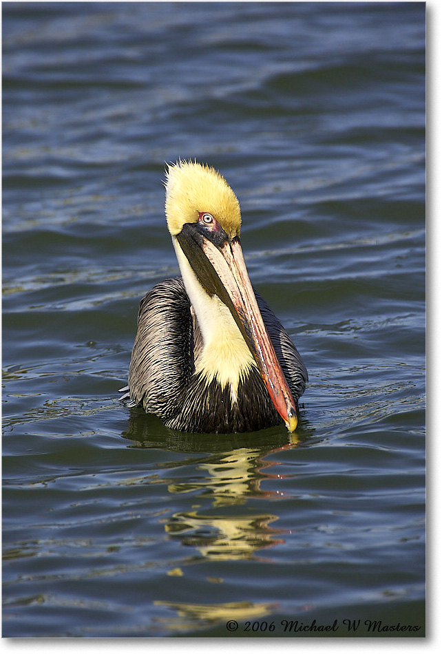 BrownPelican_PlacidaBay_2006Jan_Y2F7188 copy