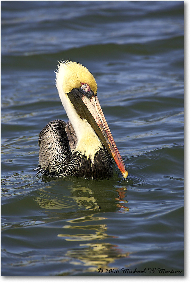 BrownPelican_PlacidaBay_2006Jan_Y2F7190 copy