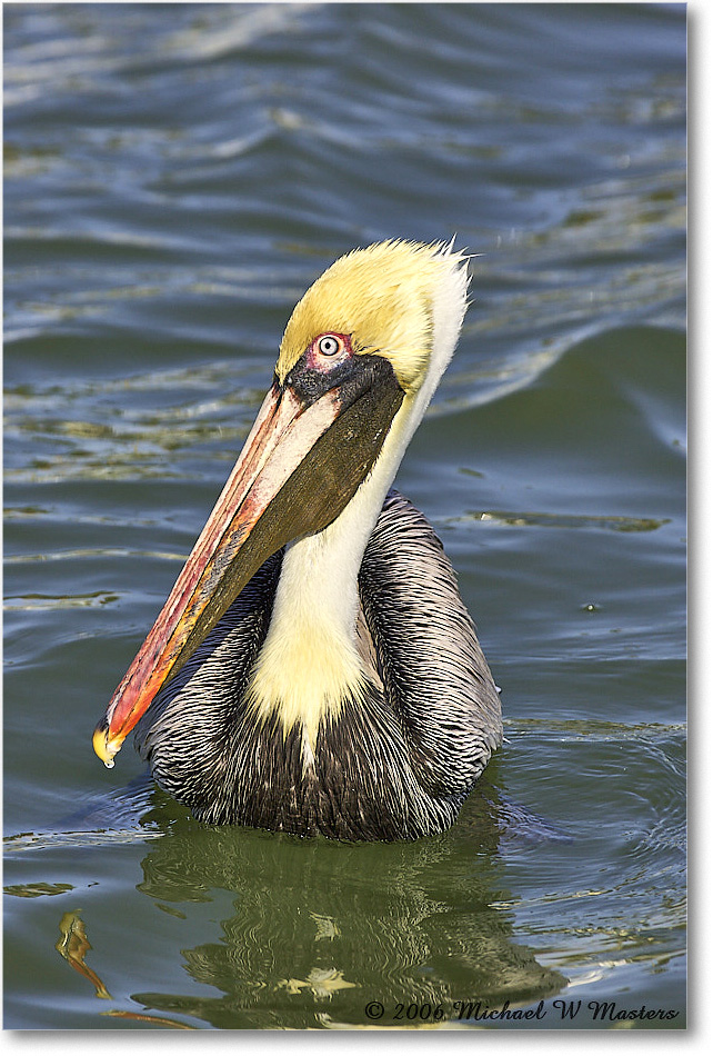 BrownPelican_PlacidaBay_2006Jan_Y2F7201 copy