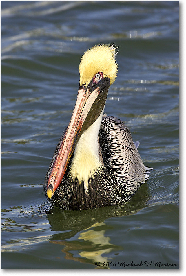 BrownPelican_PlacidaBay_2006Jan_Y2F7208 copy