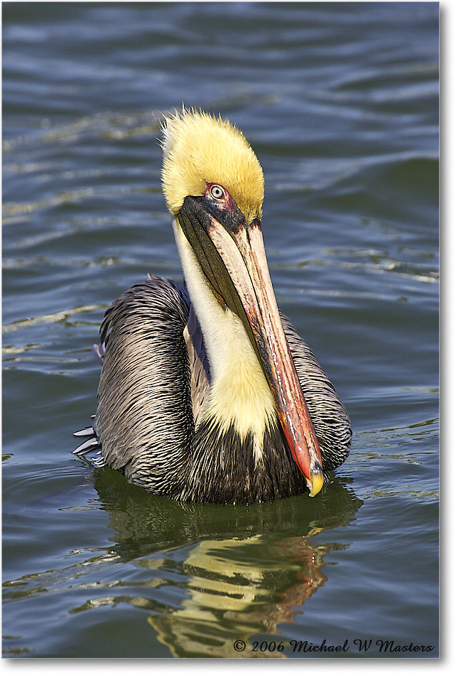 BrownPelican_PlacidaBay_2006Jan_Y2F7213 copy