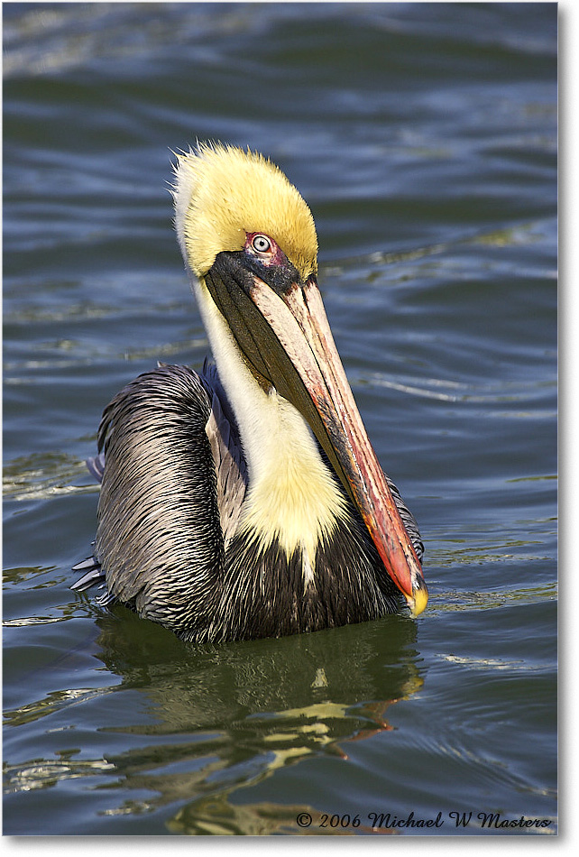 BrownPelican_PlacidaBay_2006Jan_Y2F7214 copy