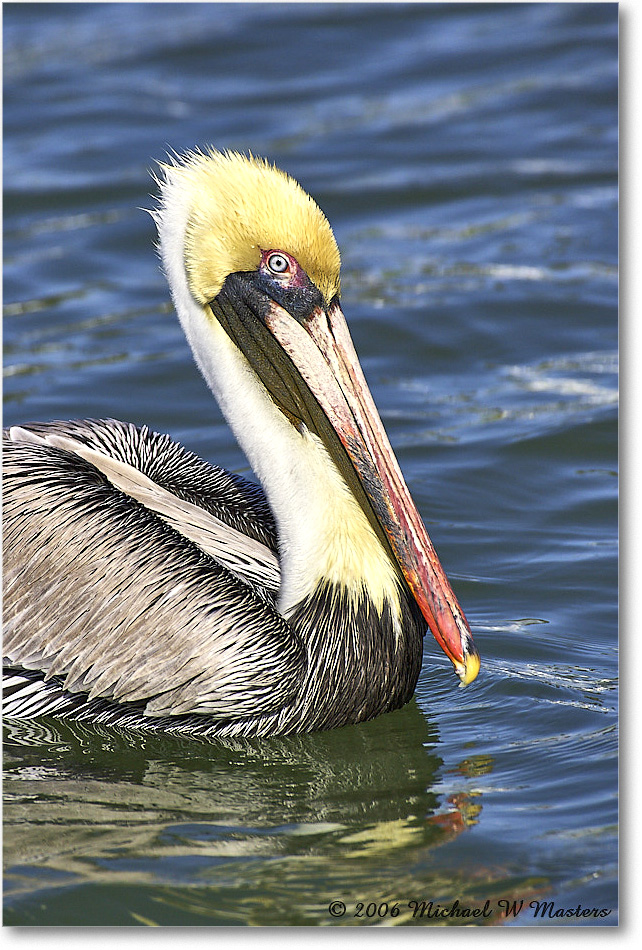 BrownPelican_PlacidaBay_2006Jan_Y2F7227 copy