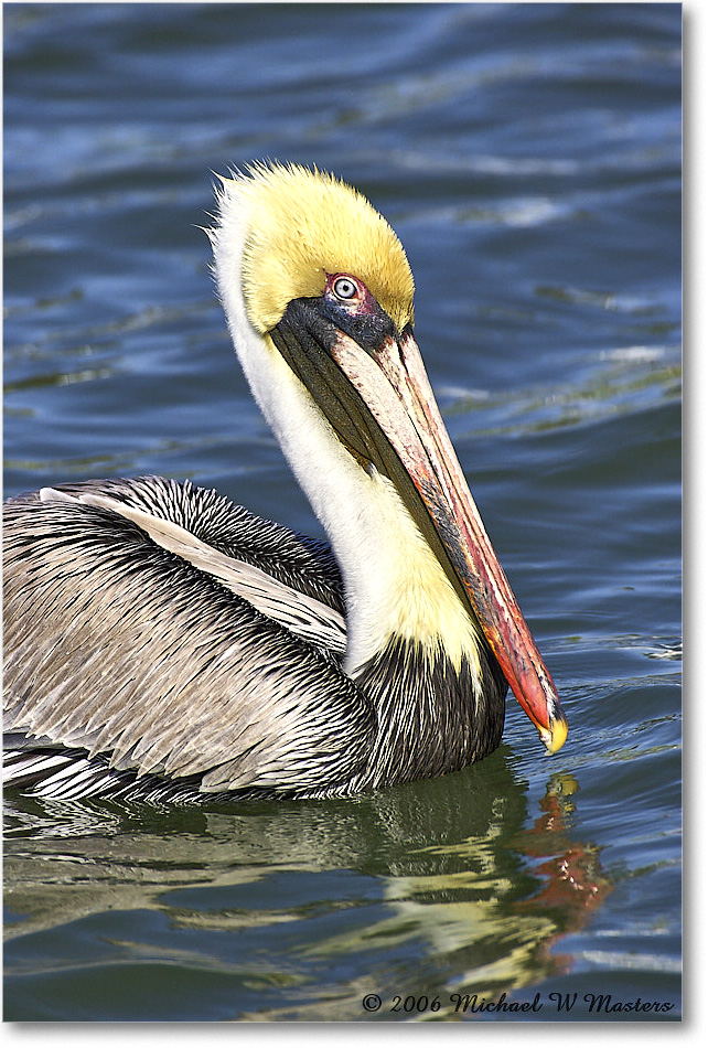 BrownPelican_PlacidaBay_2006Jan_Y2F7228 copy