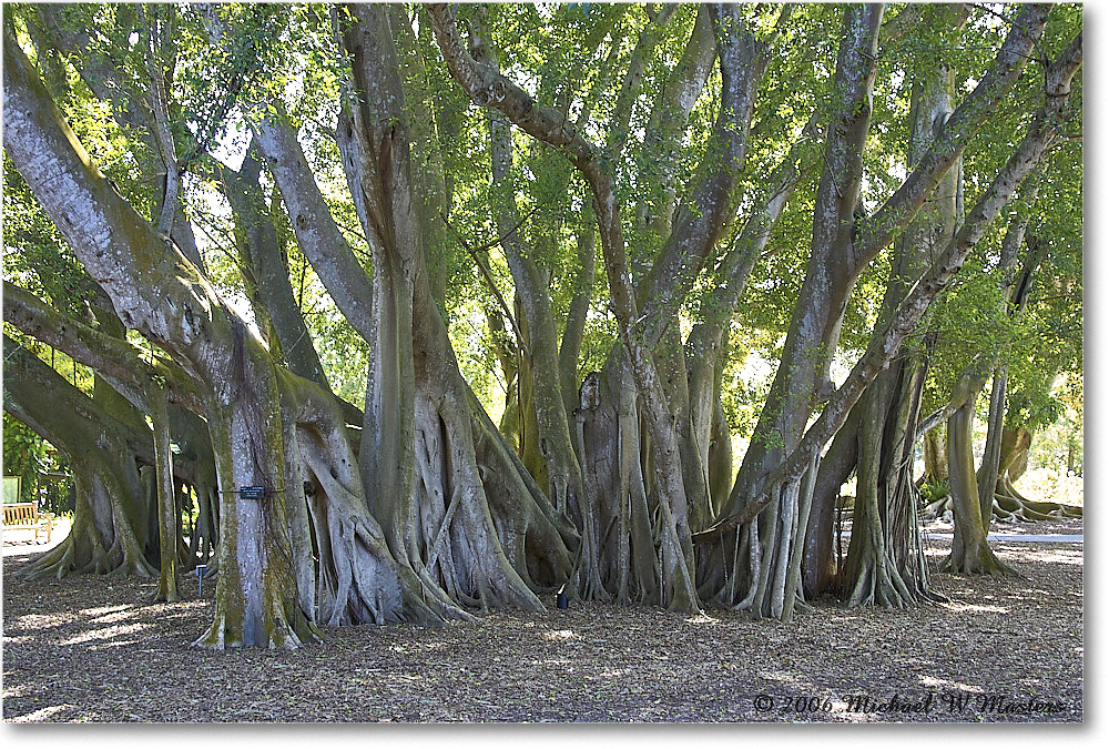 Tree_SelbyGardens_2006Jan_Y2F7466 copy