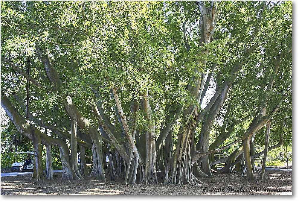 Tree_SelbyGardens_2006Jan_Y2F7506 copy