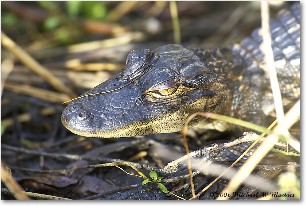 Alligator_SharkValley_2006Jan_Y2F7259 copy