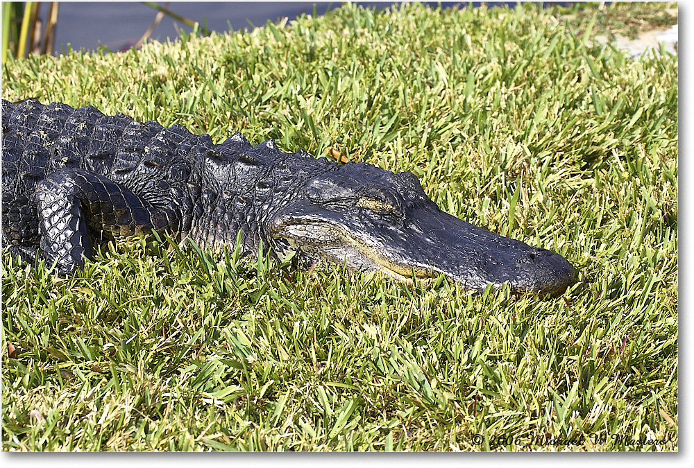 Alligator_SharkValley_2006Jan_Y2F7262 copy