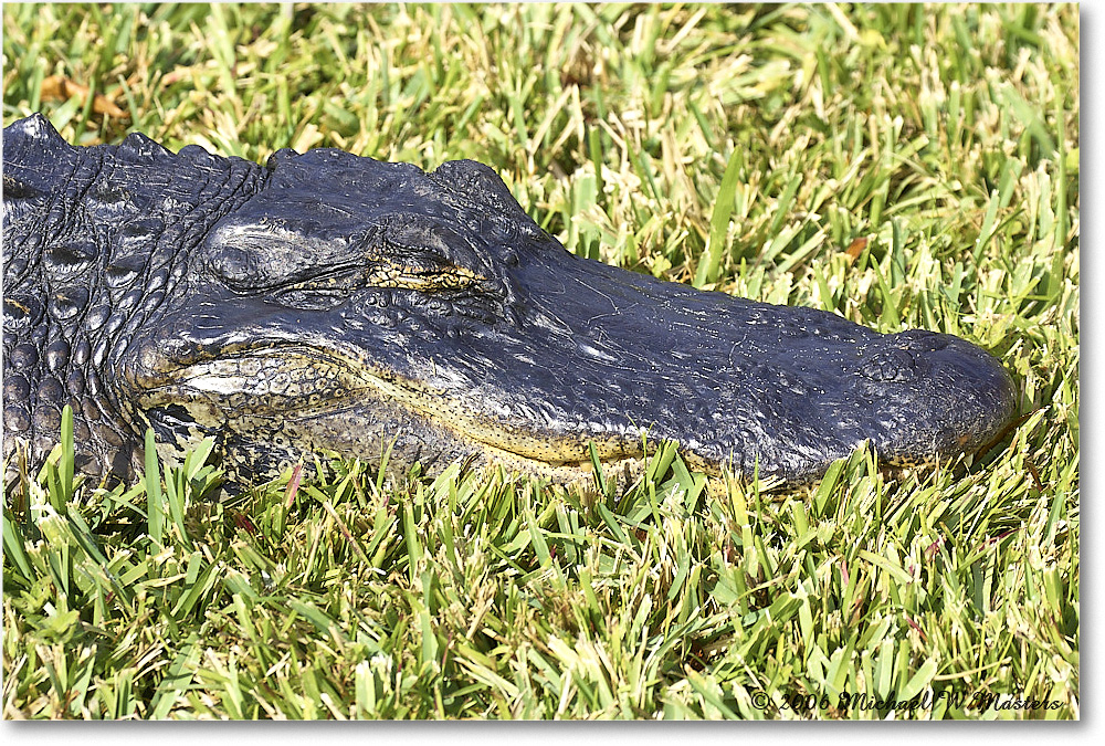 Alligator_SharkValley_2006Jan_Y2F7266 copy