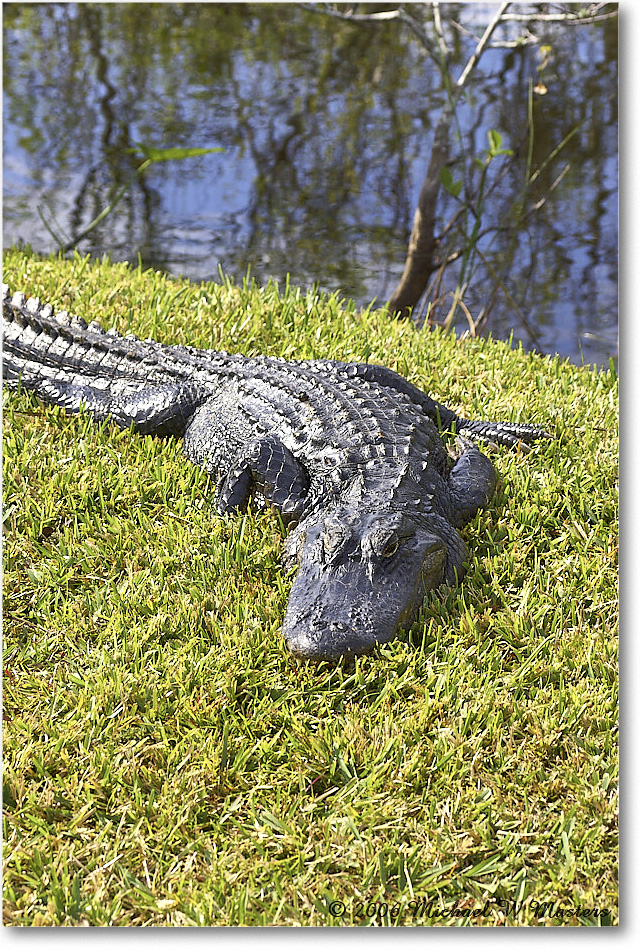 Alligator_SharkValley_2006Jan_Y2F7271 copy