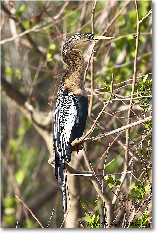 Anhinga_SharkValley_2006Jan_E0K5316 copy