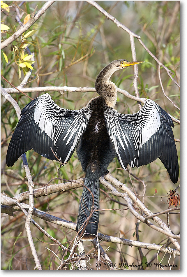 Anhinga_SharkValley_2006Jan_E0K5356 copy