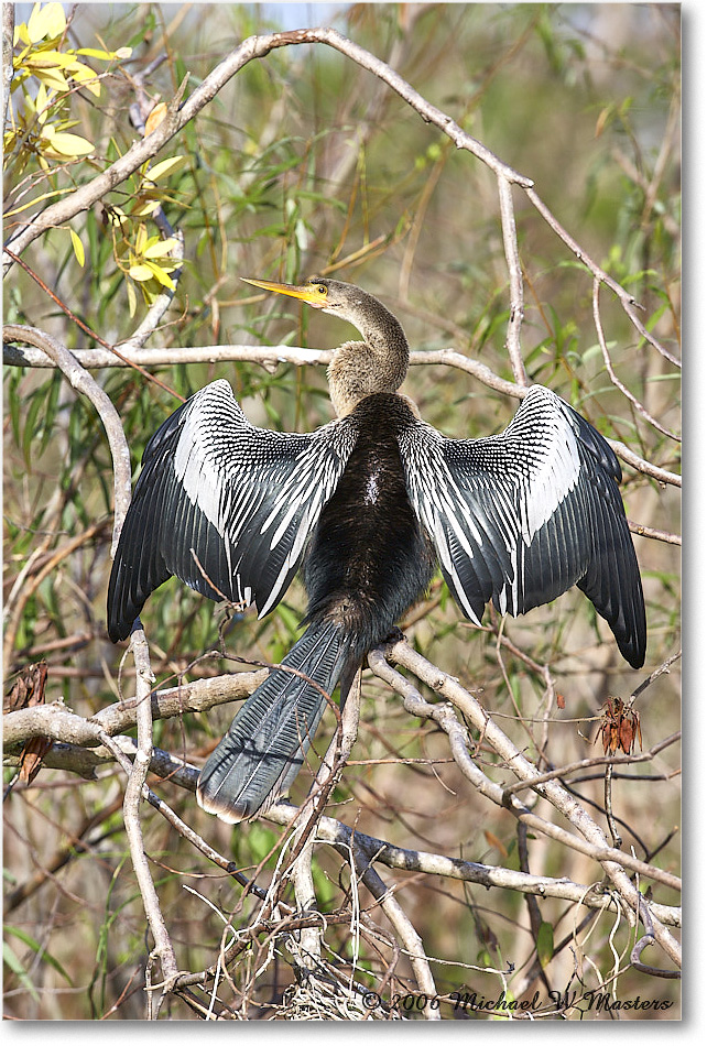 Anhinga_SharkValley_2006Jan_E0K5357 copy