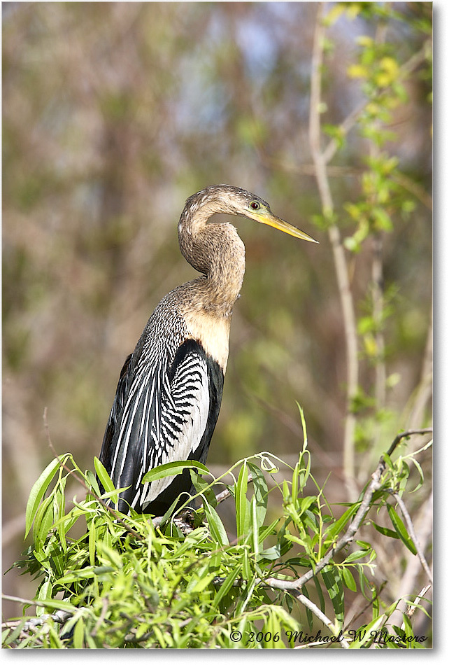 Anhinga_SharkValley_2006Jan_E0K5364 copy