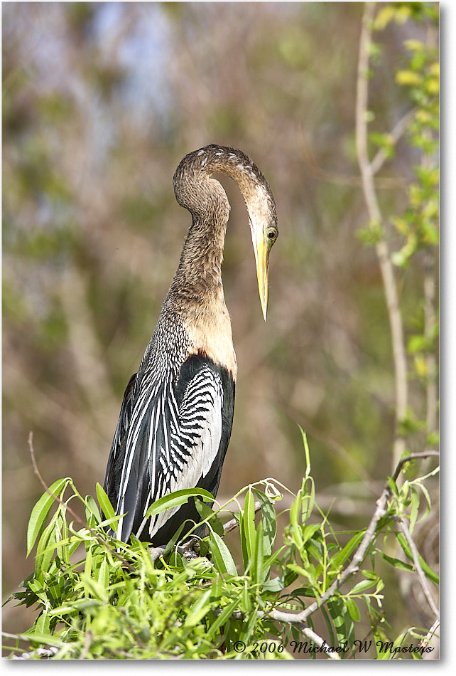 Anhinga_SharkValley_2006Jan_E0K5366 copy