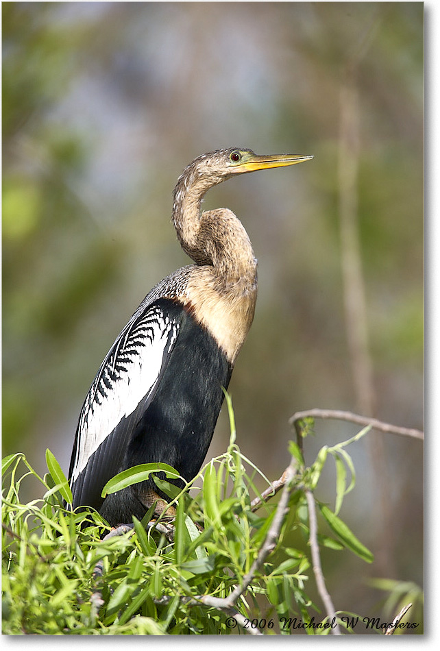 Anhinga_SharkValley_2006Jan_E0K5378 copy