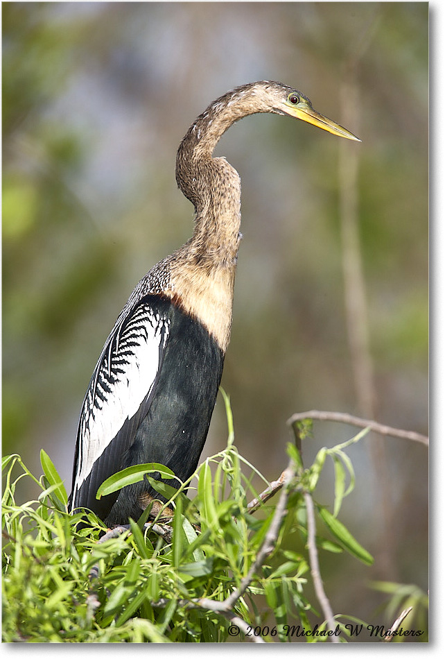 Anhinga_SharkValley_2006Jan_E0K5379 copy