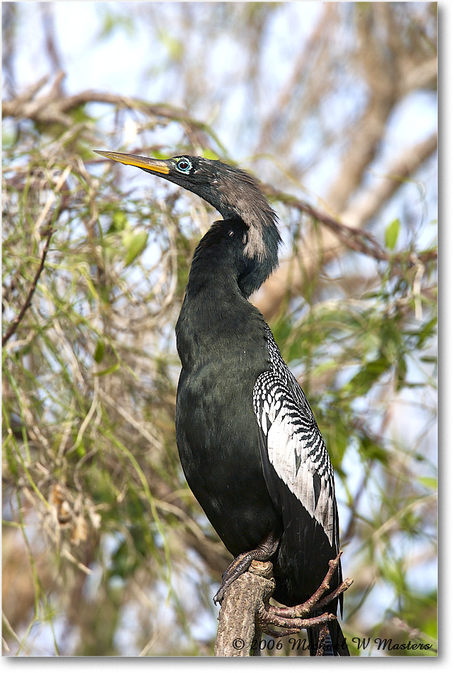 Anhinga_SharkValley_2006Jan_E0K5408 copy