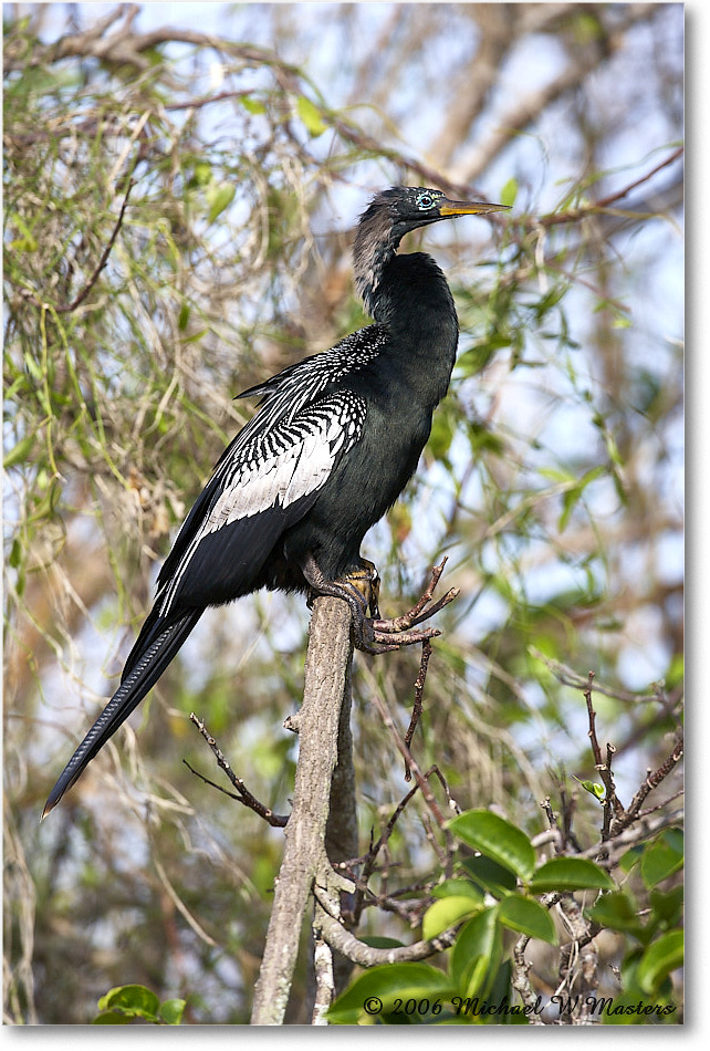 Anhinga_SharkValley_2006Jan_E0K5437 copy