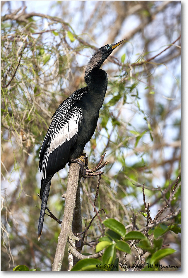 Anhinga_SharkValley_2006Jan_E0K5439 copy