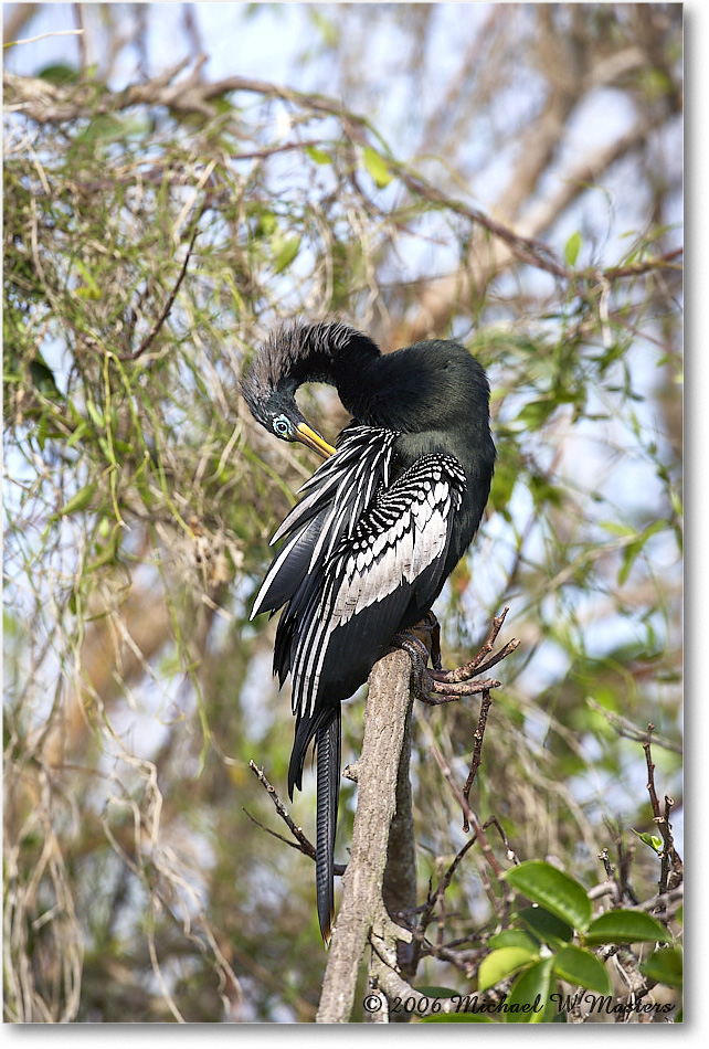 Anhinga_SharkValley_2006Jan_E0K5441 copy