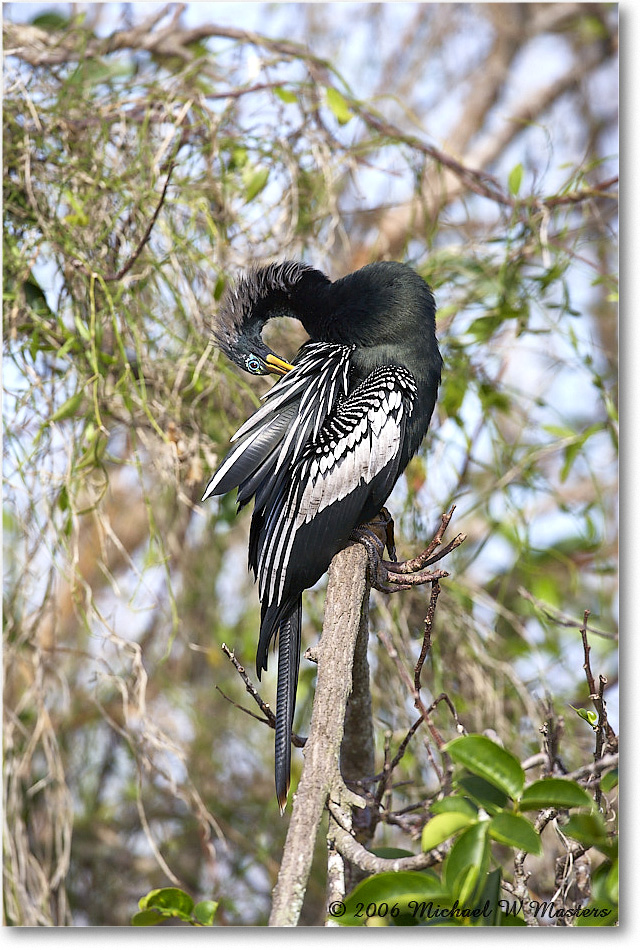 Anhinga_SharkValley_2006Jan_E0K5443 copy