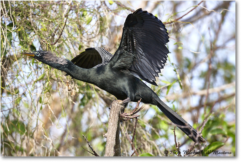 Anhinga_SharkValley_2006Jan_E0K5451 copy