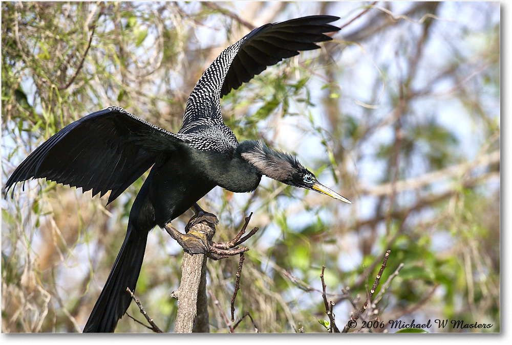 Anhinga_SharkValley_2006Jan_E0K5453 copy