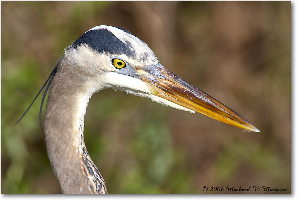 GreatBlueHeron_SharkValley_2006Jan_E0K5322 copy