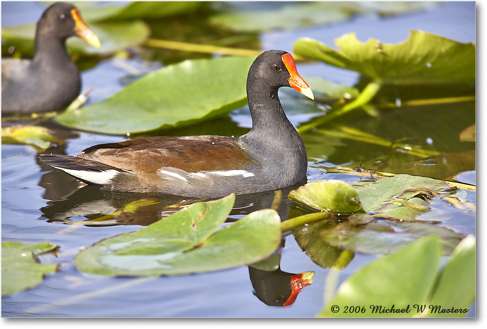 Moorhen_SharkValley_2006Jan_E0K5476 copy