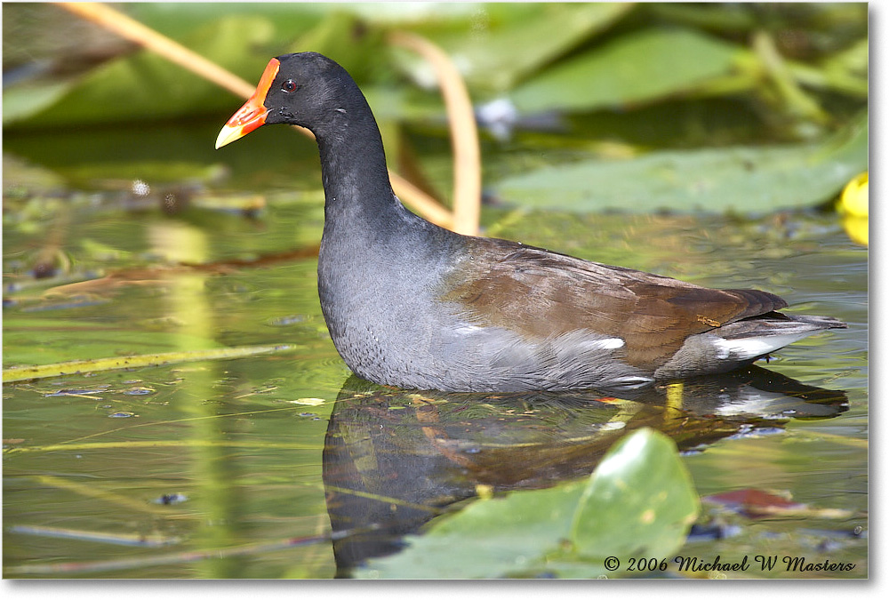 Moorhen_SharkValley_2006Jan_E0K5489 copy