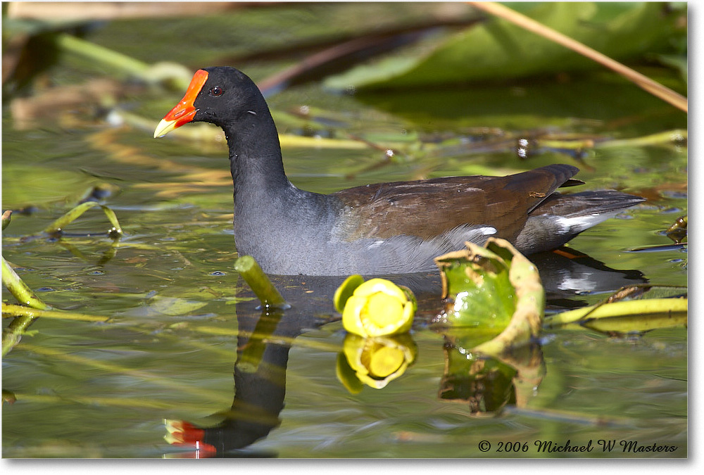 Moorhen_SharkValley_2006Jan_E0K5503 copy