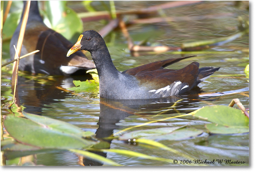 Moorhen_SharkValley_2006Jan_E0K5510 copy