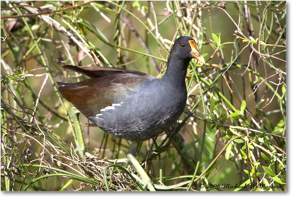 Moorhen_SharkValley_2006Jan_E0K5514 copy