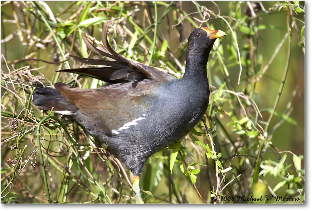 Moorhen_SharkValley_2006Jan_E0K5518 copy