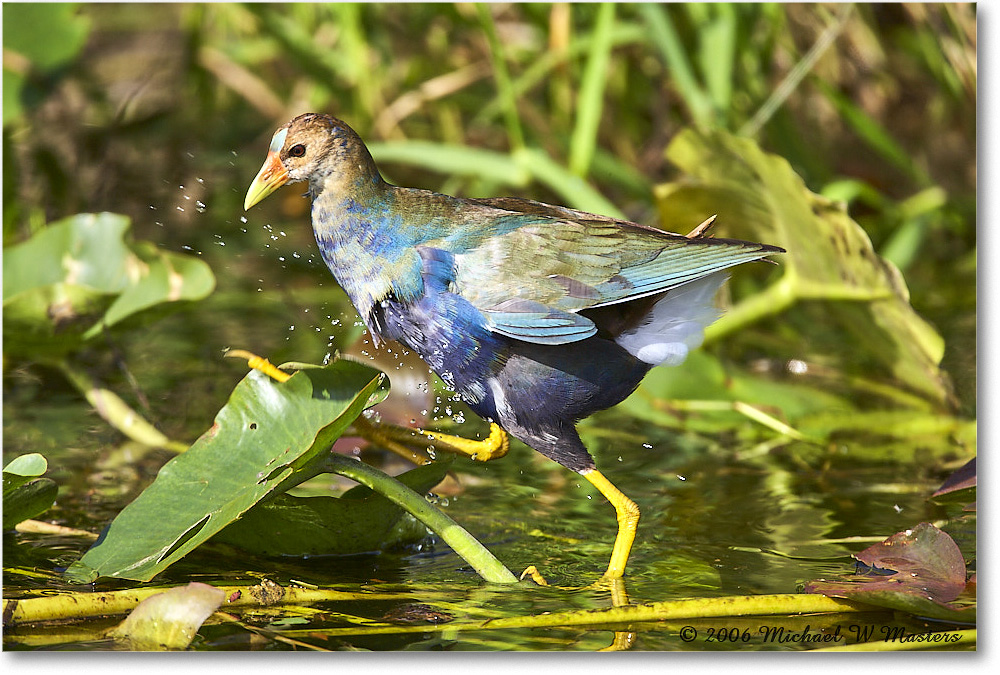 PurpleGallinule_SharkValley_2006Jan_E0K5529 copy