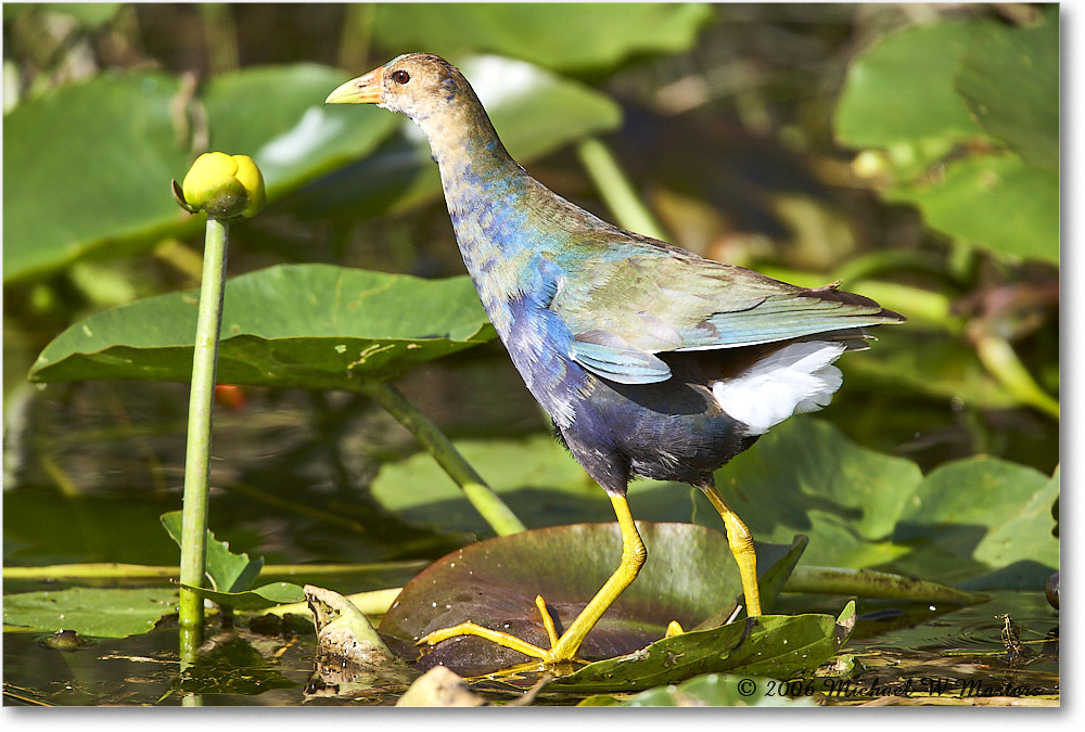 PurpleGallinule_SharkValley_2006Jan_E0K5533 copy