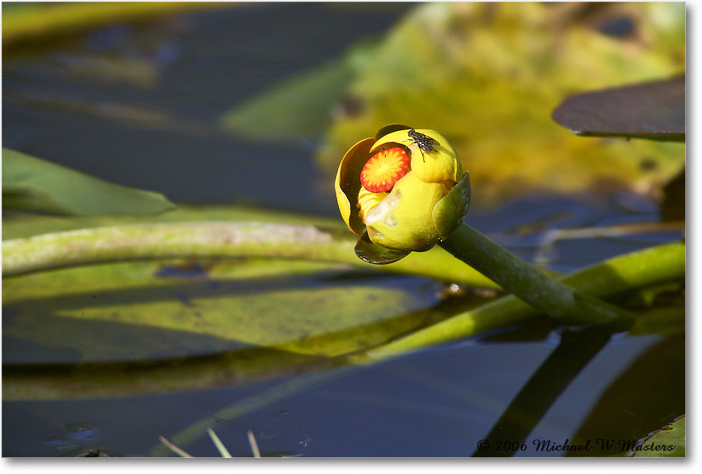 WaterLily_SharkValley_2006Jan_E0K5541 copy