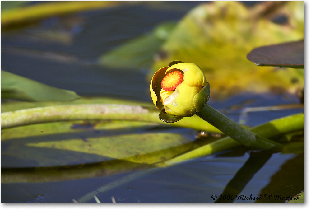 WaterLily_SharkValley_2006Jan_E0K5543 copy