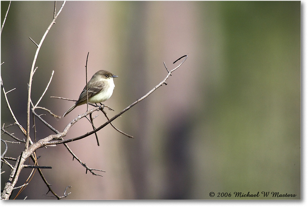 LeastFlycatcher_TallTimbers_2006Jan_E0K7131 copy