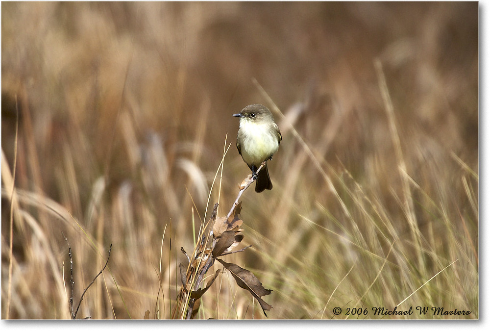 LeastFlycatcher_TallTimbers_2006Jan_E0K7141 copy