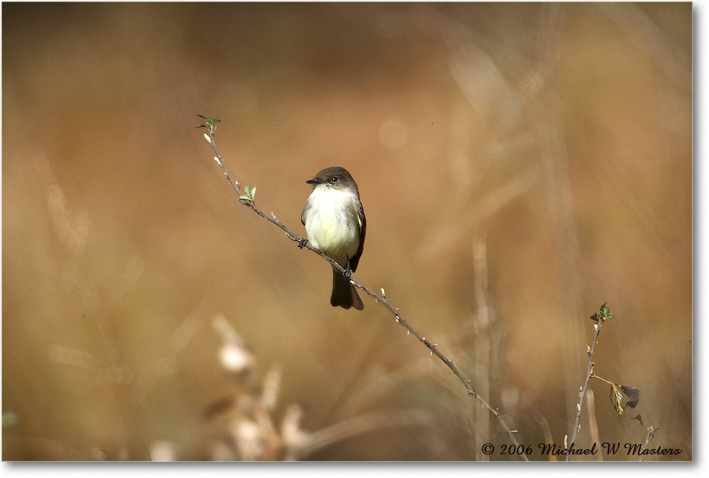 LeastFlycatcher_TallTimbers_2006Jan_E0K7143 copy