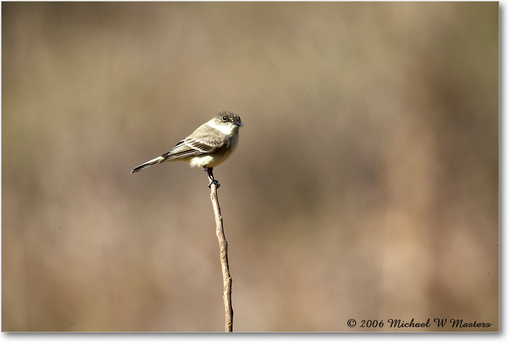 LeastFlycatcher_TallTimbers_2006Jan_E0K7147 copy